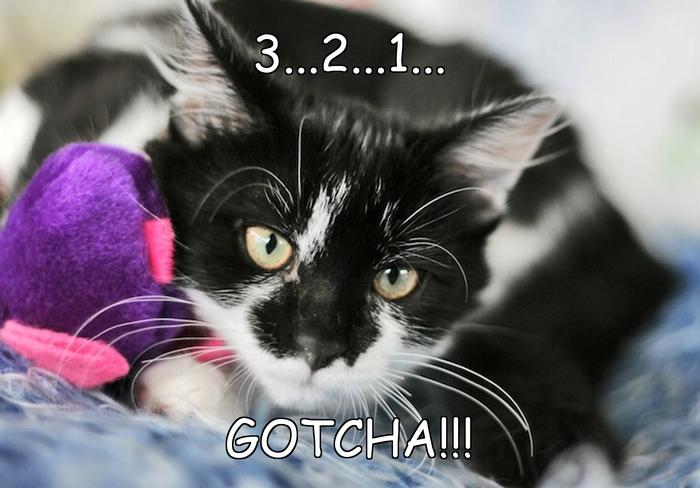 LOL kitten by BooksandCats