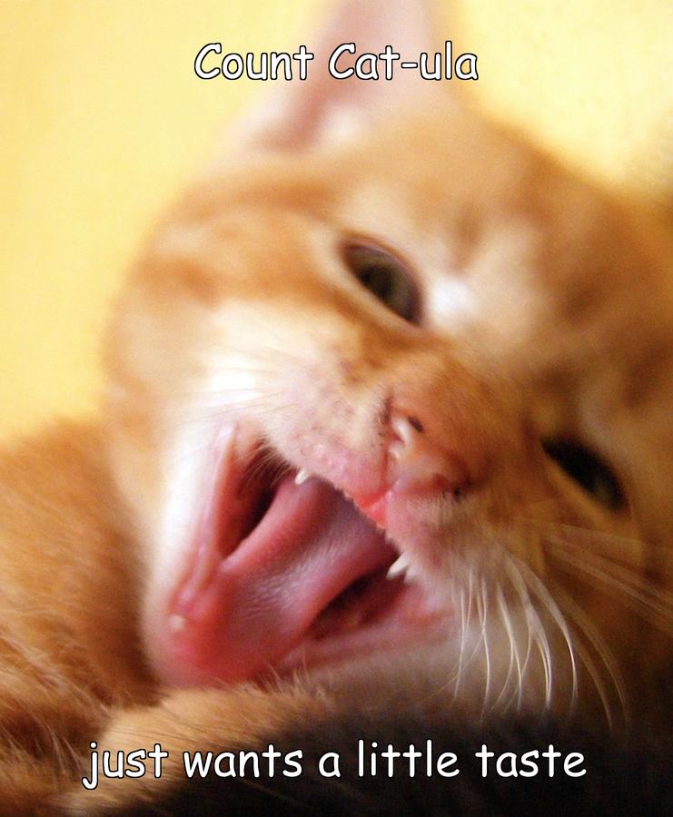 LOL kitten by BooksandCats