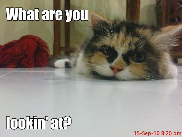 LOL kitten by Cloanka3