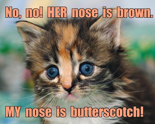 LOL kitten by Darcy