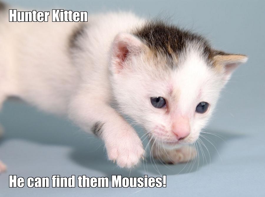 LOL kitten by Disastercat