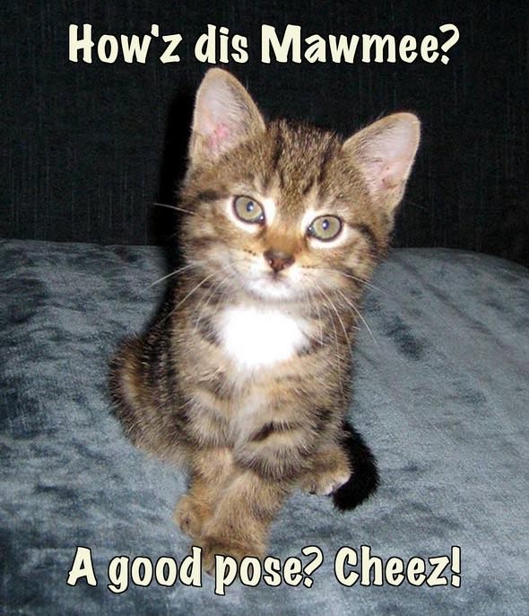 LOL kitten by GingersMom