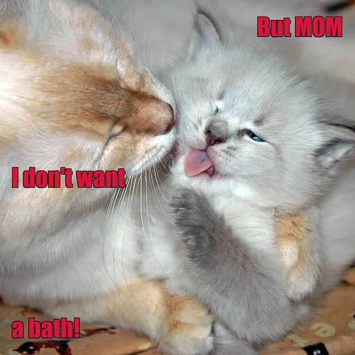 LOL kitten by Jewelbird