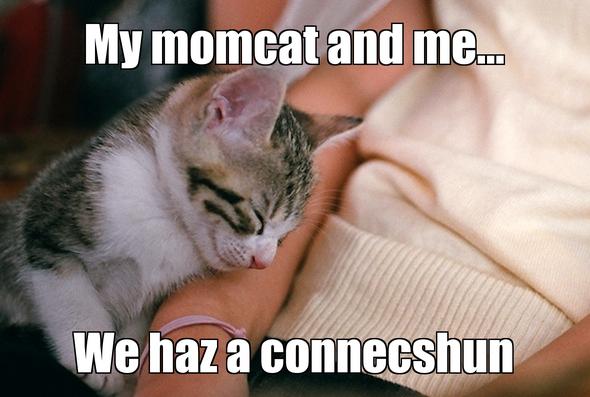 LOL kitten by MomcatSooma