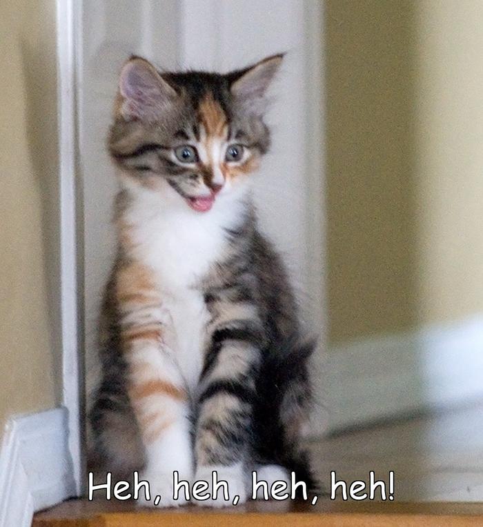 LOL kitten by MoreKittens4Me