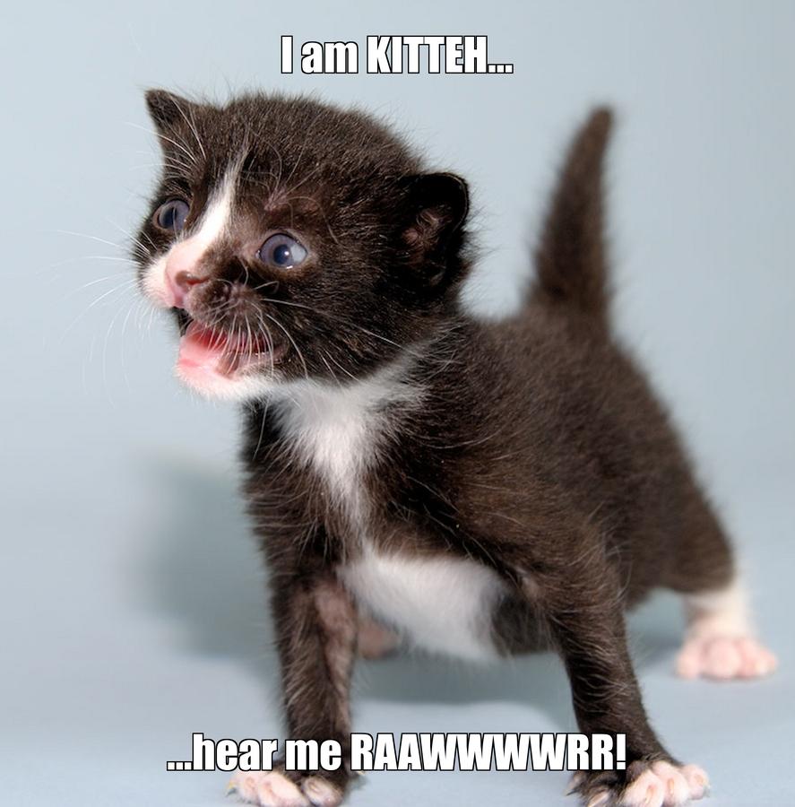 LOL kitten by Noddy
