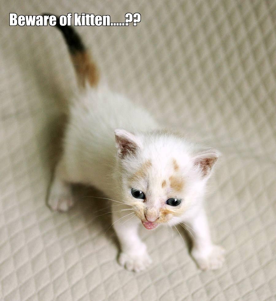 LOL kitten by bono