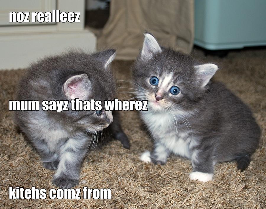 LOL kitten by ginners