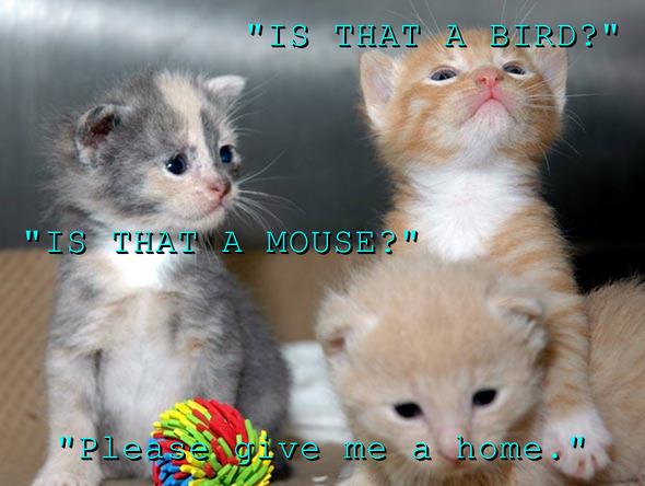 LOL kitten by meganthecatlover