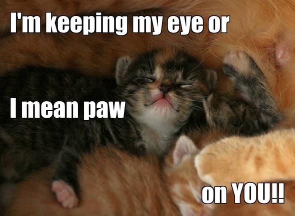 LOL kitten by snoopygirl