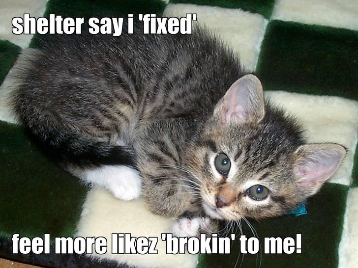 LOL kitten by yacketycat