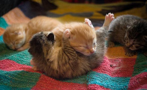 The Unbearable Cuteness of Kittens multiple-kittens newborn kitten