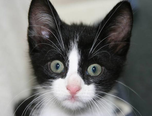 Radja black-and-white domestic shorthair kitten