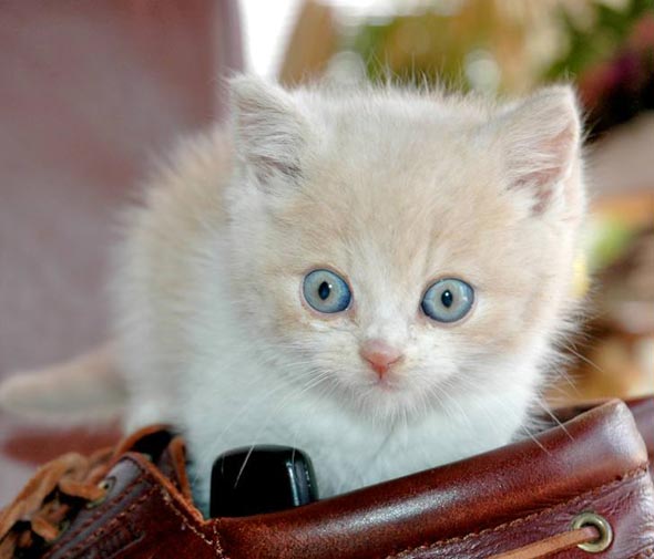  blue-eyed domestic shorthair kitten