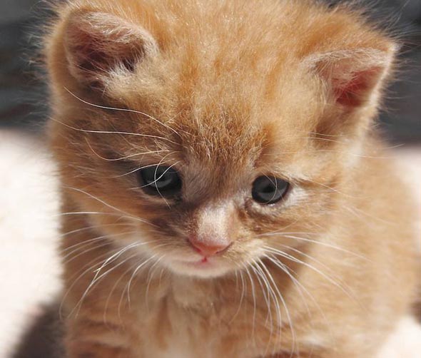 Leo orange kitten