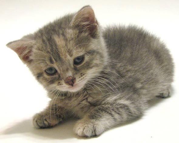 Dilute Torbie Kitten torbi torbie kitten