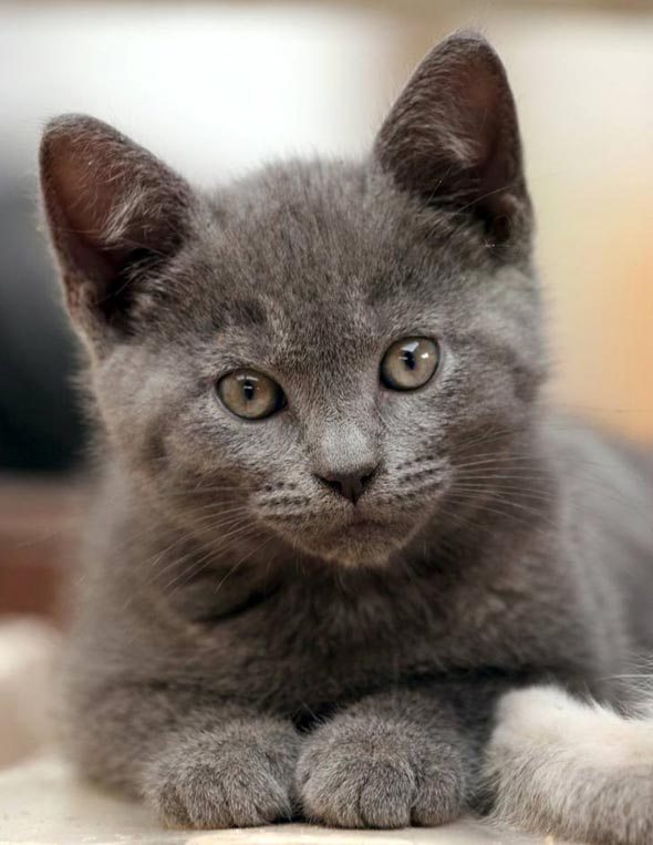 Grey Kitten all-grey kitten