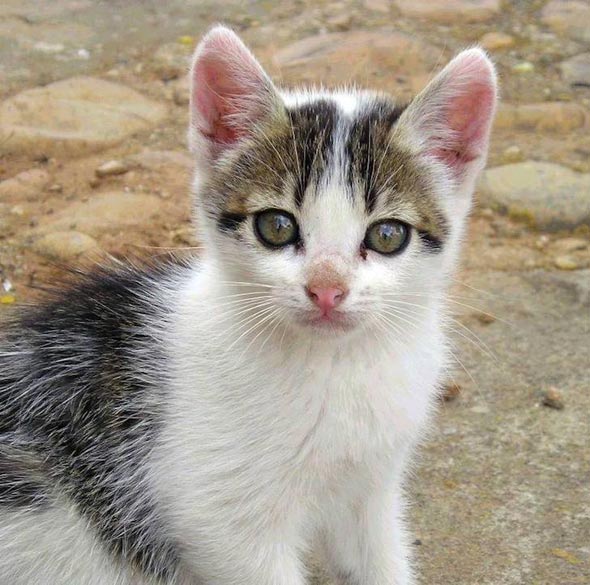  domestic shorthair tabby kitten
