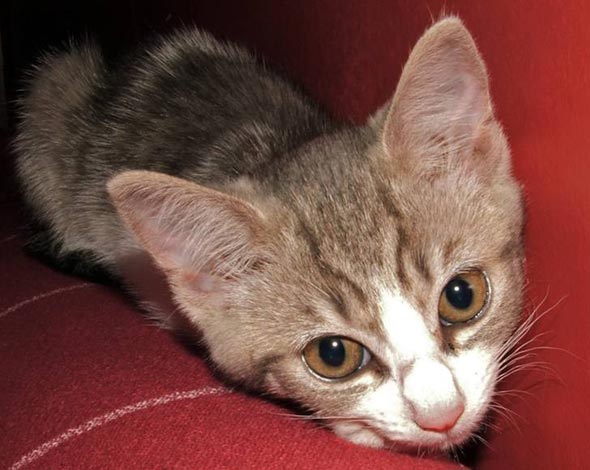 Webster  kitten