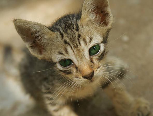  domestic shorthair tabby kitten