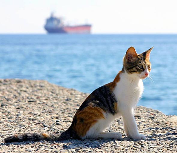 Kitten in Cyprus  kitten