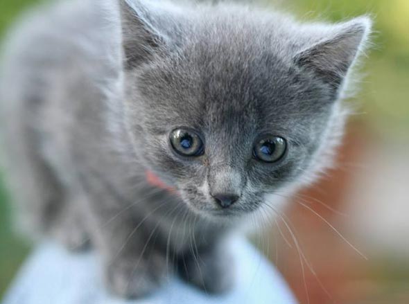 Foster Kitten all-grey kitten