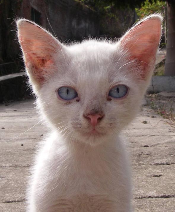 Kitten in Mexico all-white blue-eyed shorthair kitten