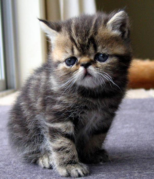  Exotic Shorthair tabby kitten