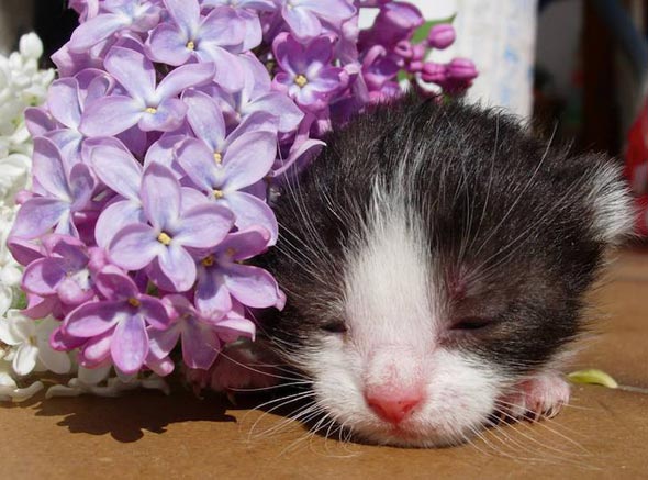 Newborn Kitten with Lilacs black-and-white newborn kitten