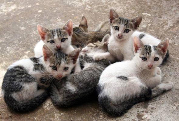  multiple-kittens shorthair tabby kitten