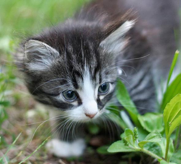 foster kitten shorthair tabby kitten