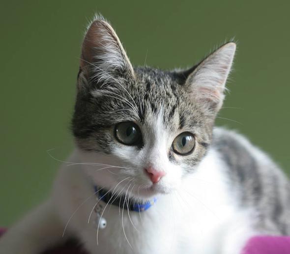 Tabby Kitten shorthair tabby kitten