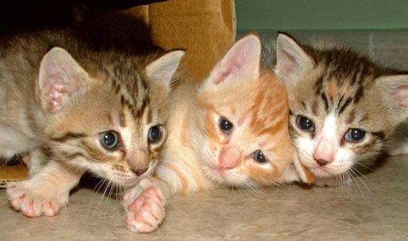  multiple-kittens orange shorthair kitten