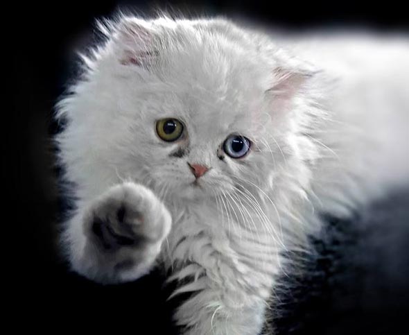  longhair white kitten
