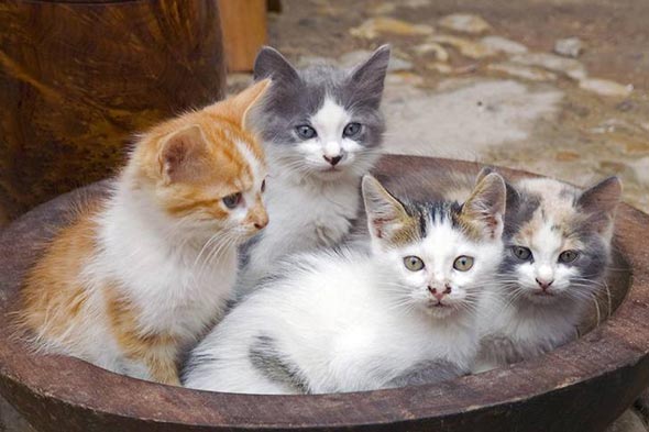 kittens in Morocco multiple-kittens kitten