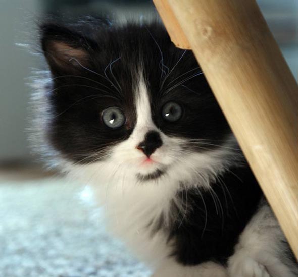 James black-and-white longhair kitten