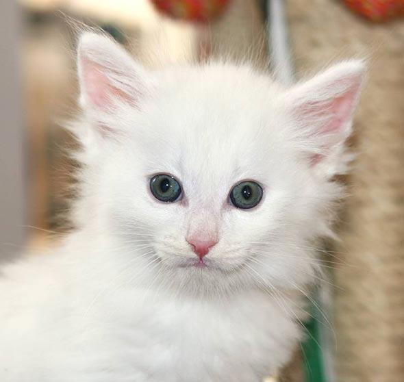 Novikoff all-white longhair Norwegian-Forest kitten
