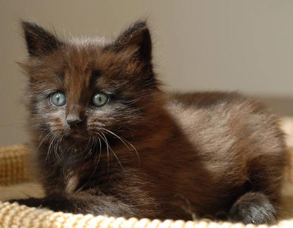 Merlin longhair kitten