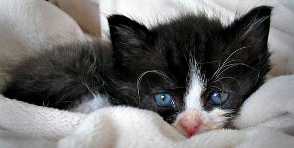 Baby black-and-white shorthair kitten