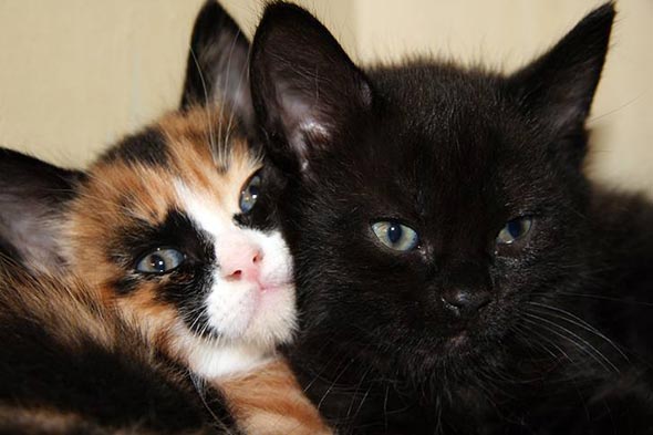 Kisuskvísa and Aladín all-black calico tortoiseshell multiple-kittens shorthair kitten