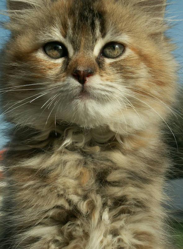  longhair kitten