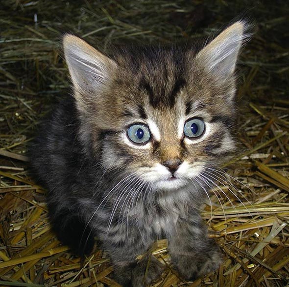 Fluffy shorthair tabby kitten