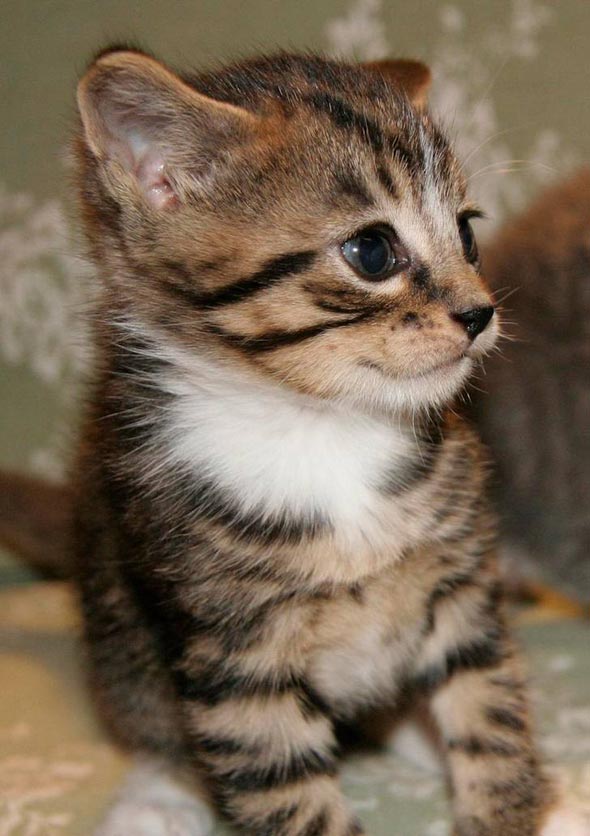  shorthair tabby kitten