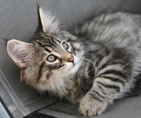 Othello longhair Norwegian-Forest tabby kitten