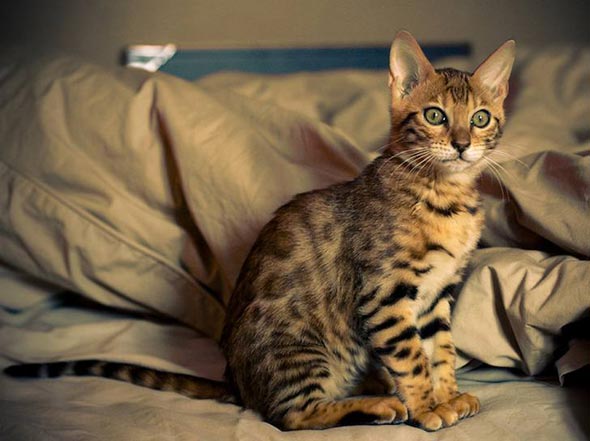 Atticus Bengal shorthair kitten