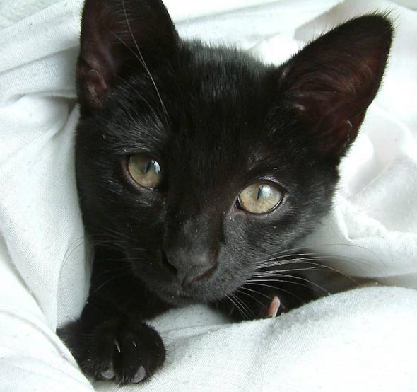 Brody all-black shorthair kitten