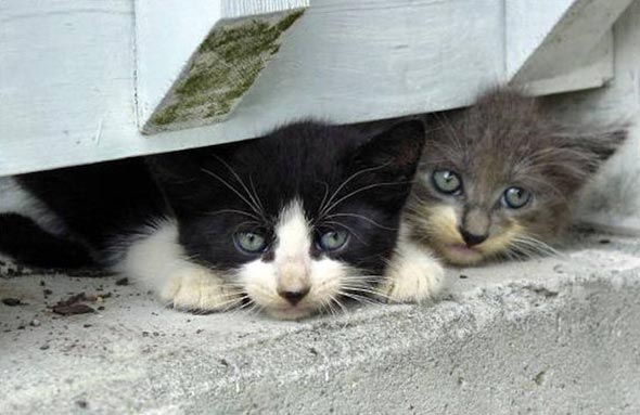  black-and-white multiple-kittens kitten