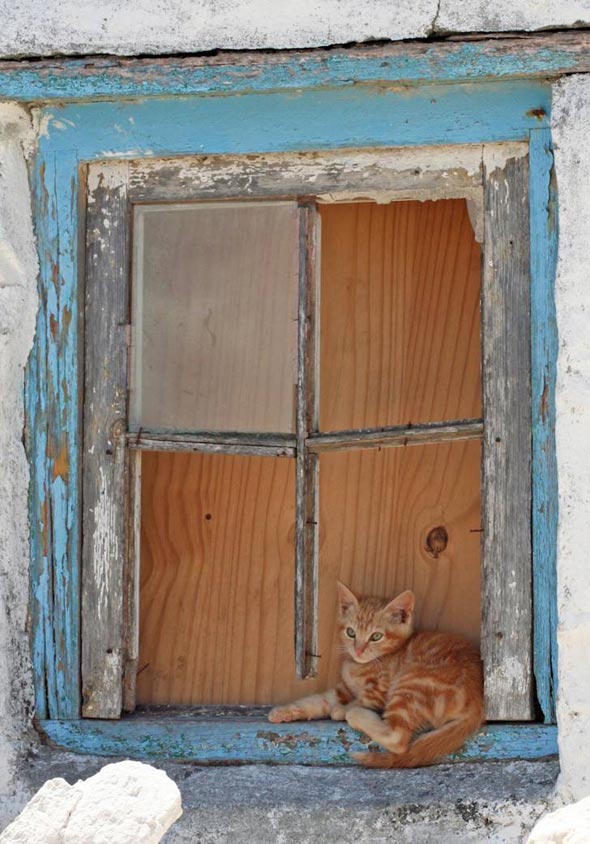 Kitten in South Africa  domestic shorthair orange tabby kitten