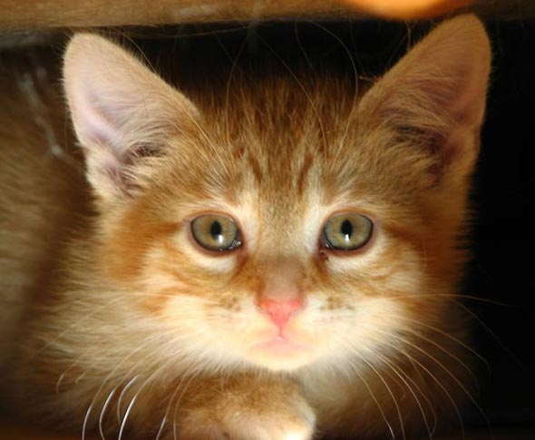 Sage's kitten orange tabby kitten