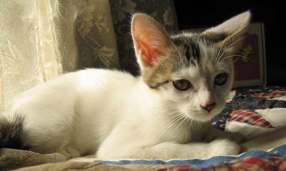  domestic shorthair tabby white kitten